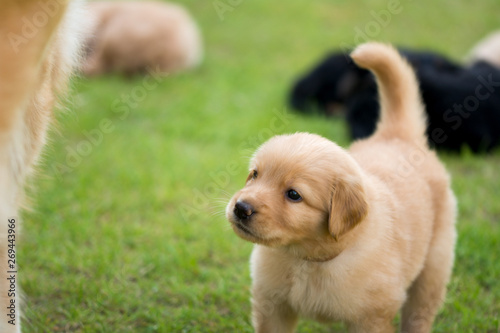 cute puppy dog lover hundewelpen hoverwart blond tierbabys haustier hund vierbeiner welpe wachhund familienhund kind pfoten tapsig outdoor tierportrait