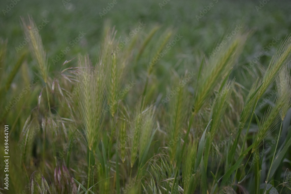 grass in the field grass in the field