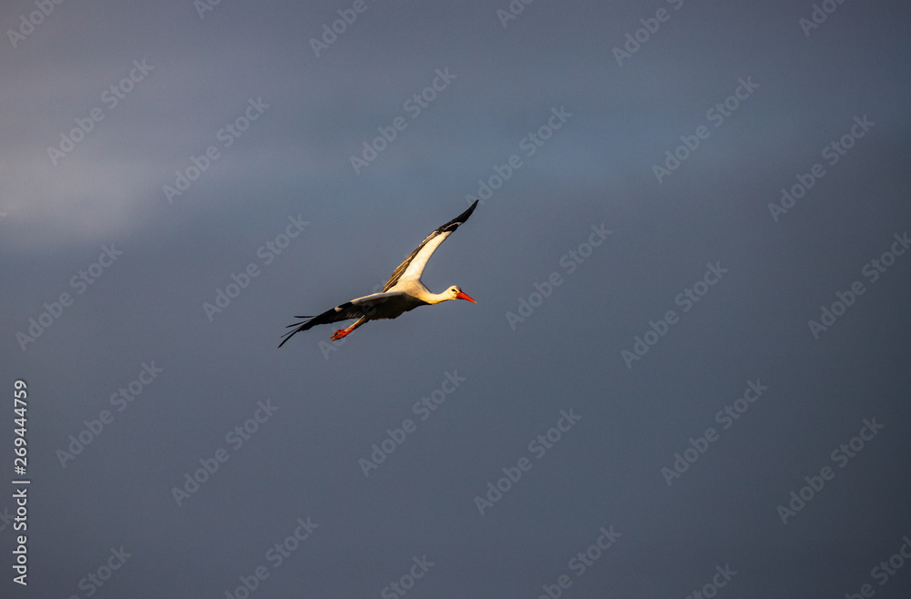a stork is flying at the evening,