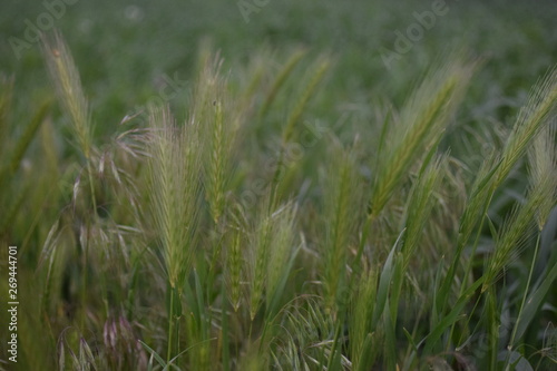  grass in the field