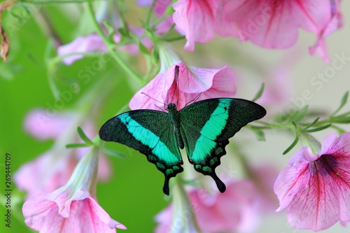 Papilio palinurus butterfly on pink petunias photo