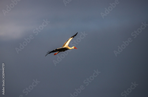 a stork is flying at the evening 