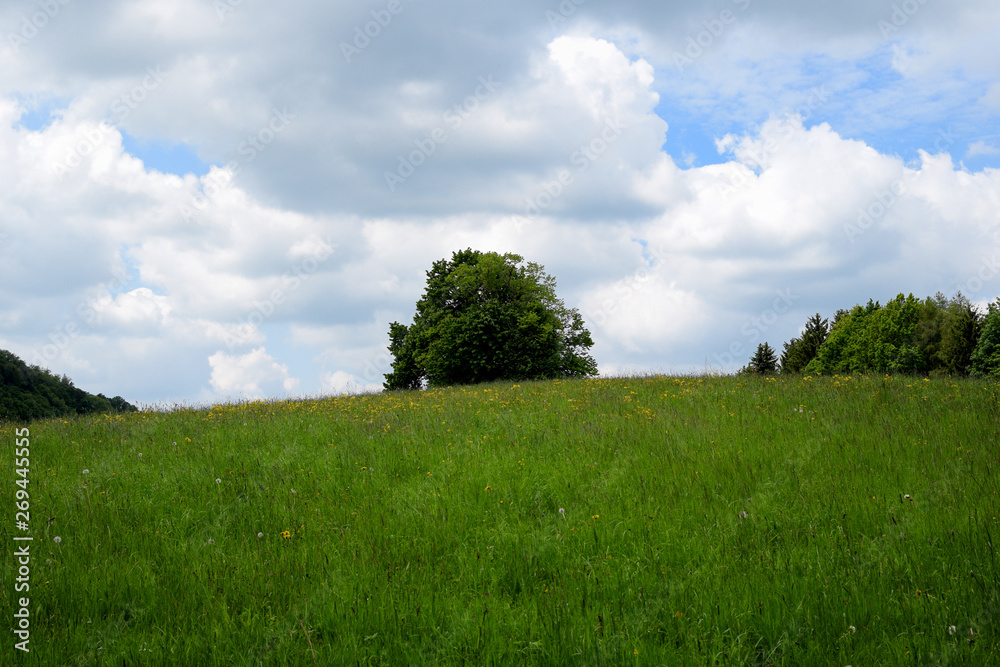 Meadow with tree in the background