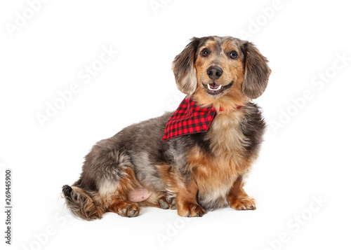 Happy Dachshund Dog Sitting Side