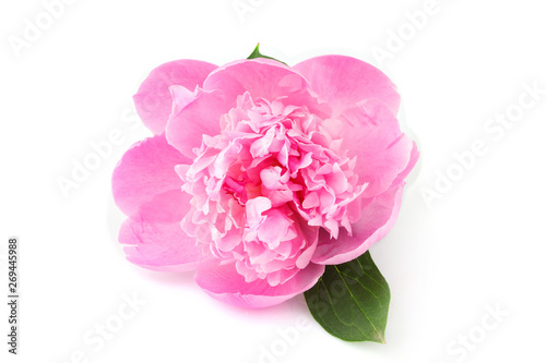 Pink flower peonies (Paeonia) closeup.