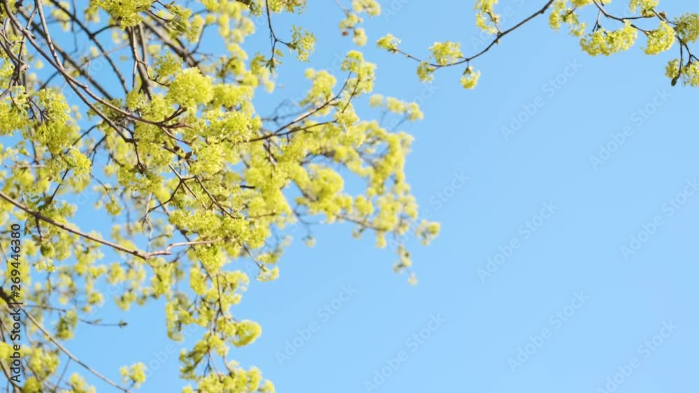 Spring flowering tree. Young maple leaves against the sky. Spring flowering tree. Young maple leaves against the sky.