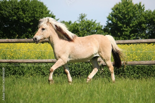 beautiful fjord horse is running on a paddock in the sunshine