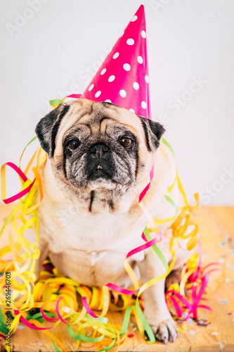 Happy and funny party event celebration concept with old bored dog pug sitting with carnival and celebrate hat and stuffs - colorful image with animal photo