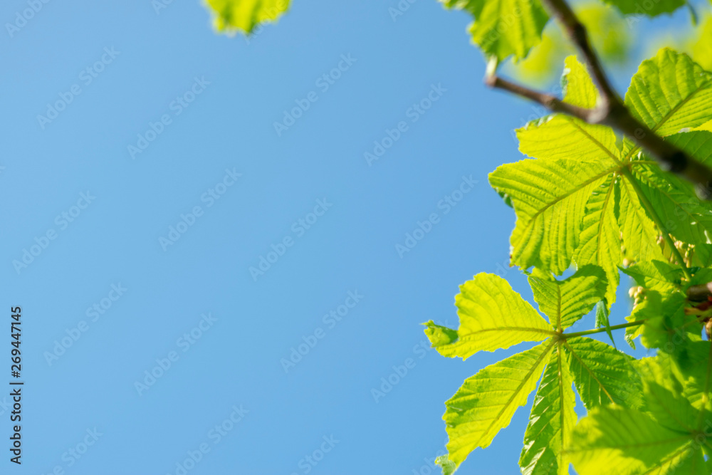 Fresh bright green chestnut leaves on a blue sky. Sunny summer day. Copy space Fresh bright green chestnut leaves on a blue sky. Sunny summer day. Copy space