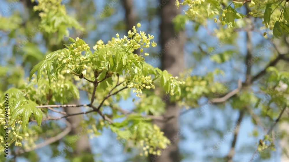 Spring flowering trees. Blooming young maple.