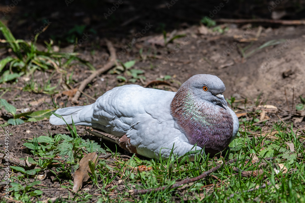 Fototapeta premium Common Pigeon Resting on the Ground