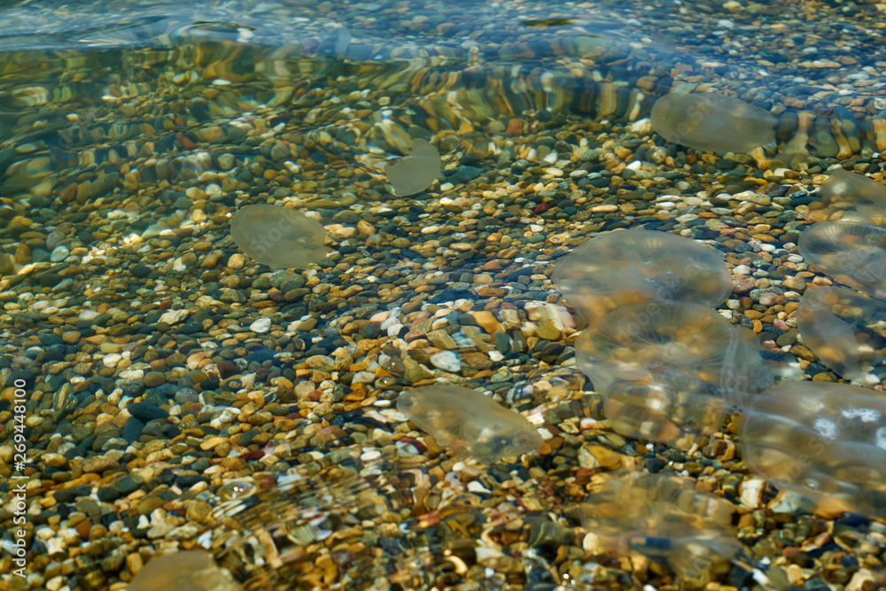 Small sea jellyfish. Jellyfish swim in sea water. Small sea jellyfish. Jellyfish swim in sea water.