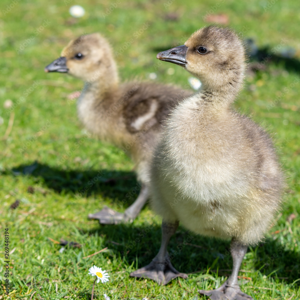 Very Young Canada Goslings sitting on grass
