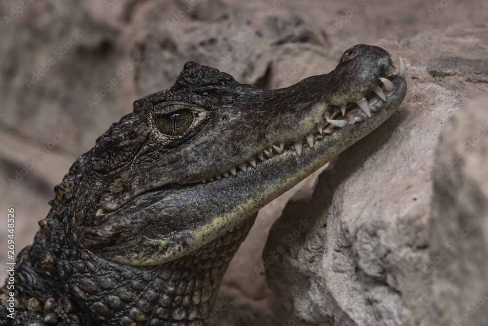 Obraz premium Caiman Resting on a Rock