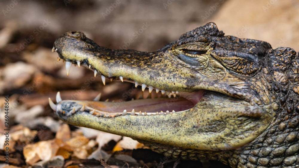 Caiman Resting with its Mouth Open Caiman Resting with its Mouth Open