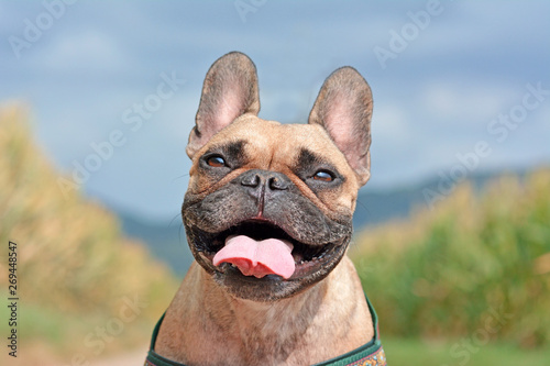 Photography Head of a happy smiling brown French Bulldog dog with tongue out on blurry blue