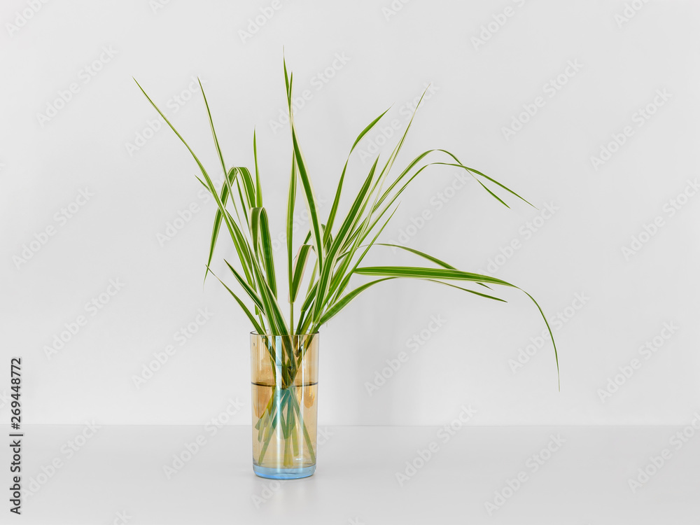 Summer creative still life in minimal style. Green grass bouquet in small glass on white background. Summer creative still life in minimal style. Green grass bouquet in small glass on white background.