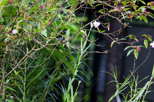 little wild birds sitting on a branch in a wild.