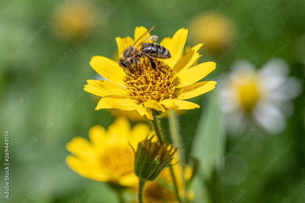 Close view of Bee on yellow Arnica(Arnica Montana) herb blossom.Note: Shallow depth of field Close view of Bee on yellow Arnica(Arnica Montana) herb blossom.Note: Shallow depth of field