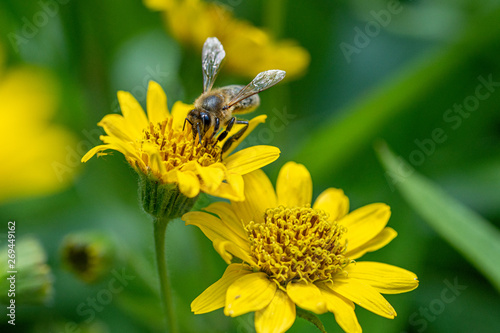 Close view of Bee on yellow Arnica(Arnica Montana) herb blossom.Note: Shallow depth of field photo