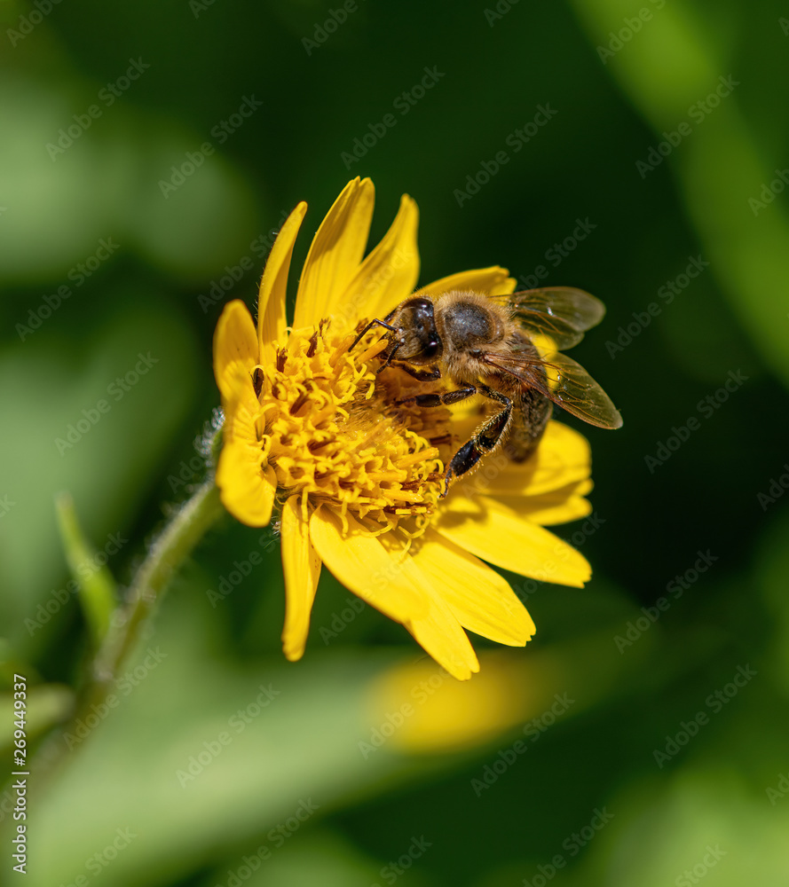 Close view of Bee on yellow Arnica(Arnica Montana) herb blossom.Note: Shallow depth of field Close view of Bee on yellow Arnica(Arnica Montana) herb blossom.Note: Shallow depth of field