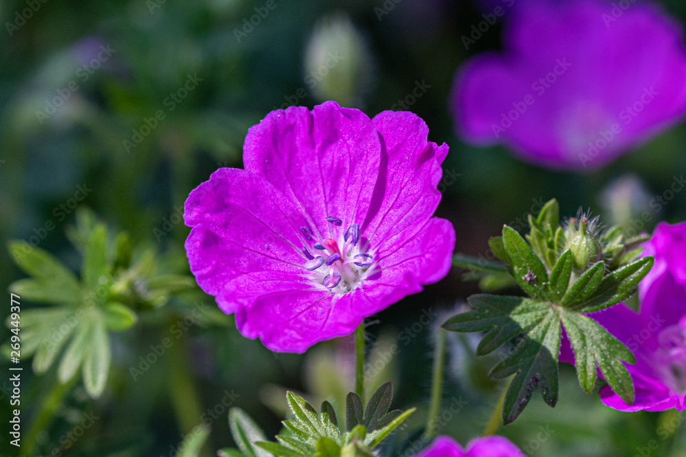 Bloody Cranesbill - Geranium sanguineum Pink Garden Flower Bloody Cranesbill - Geranium sanguineum Pink Garden Flower