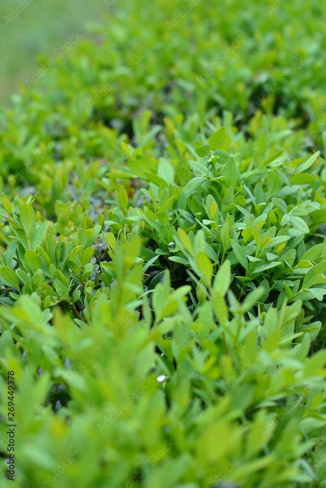 Beautiful green leaves Beautiful green leaves