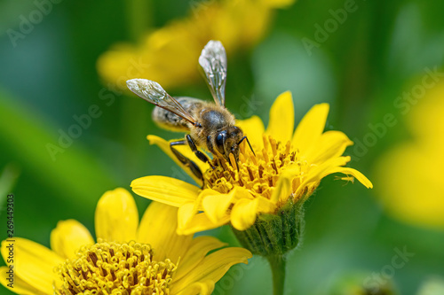 Close view of Bee on yellow Arnica(Arnica Montana) herb blossom.Note: Shallow depth of field photo