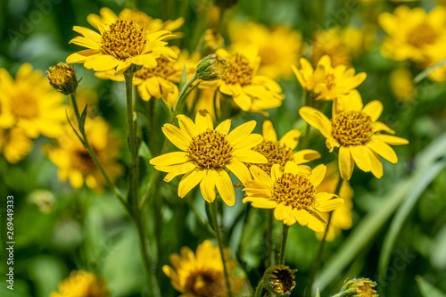Close view of yellow Arnica(Arnica Montana) herb blossom.Note: Shallow depth of field photo