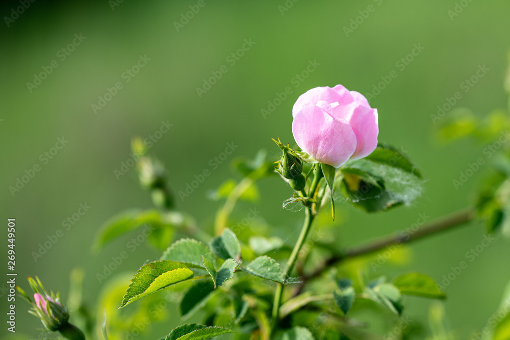 Beautiful blooming pink wild rose bush (dog rose, Rosa canina) Beautiful blooming pink wild rose bush (dog rose, Rosa canina)