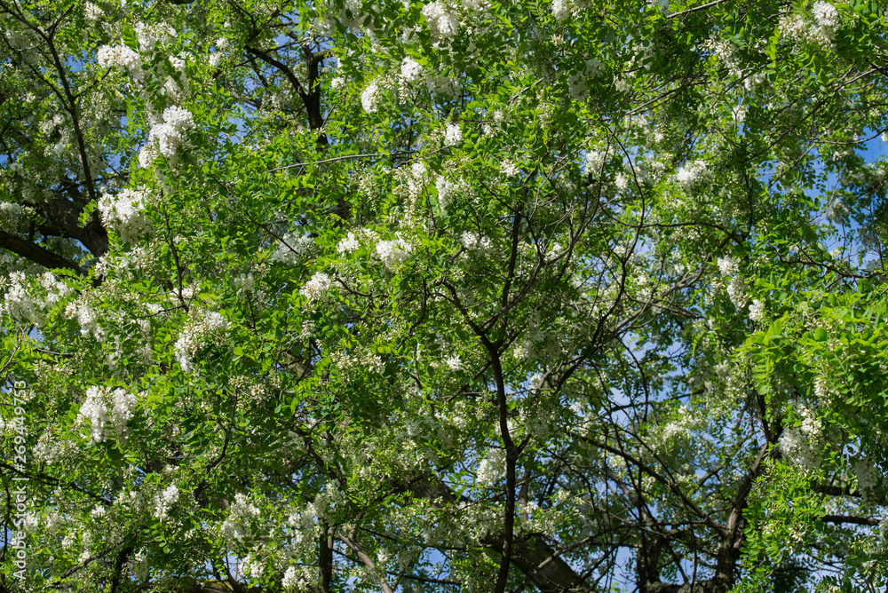 Fototapeta premium robinia pseudoacacia white flowers