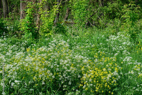 white and yellow wild flowers in forest