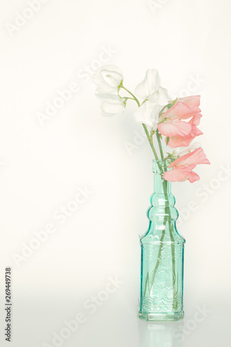 Sweet Pea in Vase on White Background