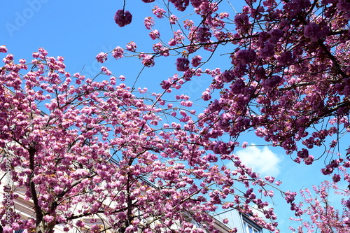 Bonn - Kirschblüte photo