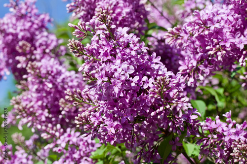 Close up view of beautiful rosy pink lilac flowers in full bloom