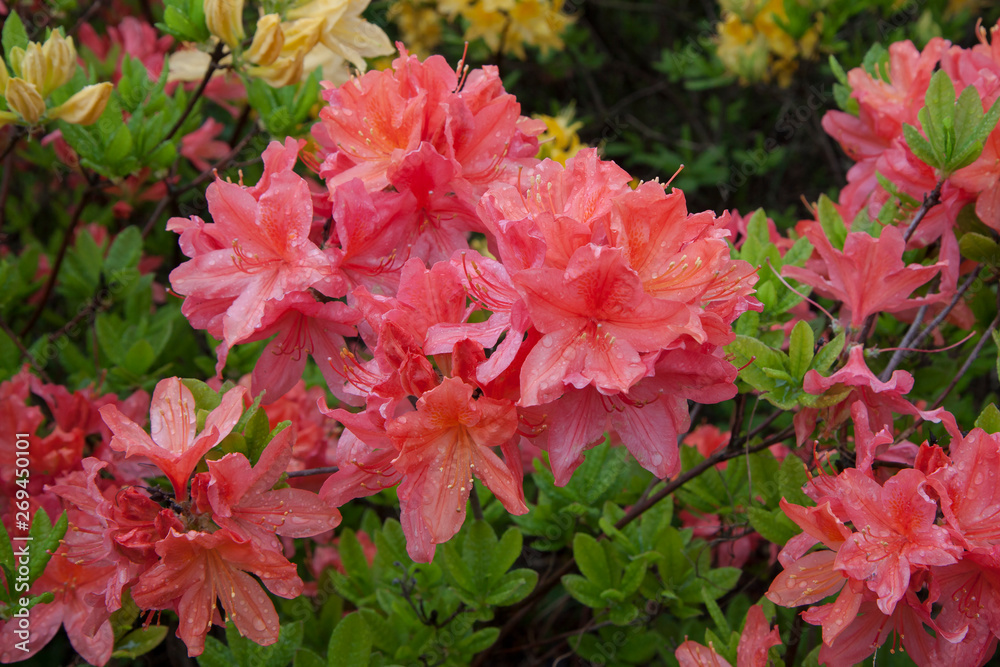 Red azalea. Rhododendron bush in garden. Beautiful flowers. Red azalea. Rhododendron bush in garden. Beautiful flowers.