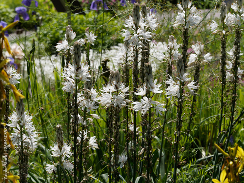Flowers of asphodelus aestivus - Summer asphodels  photo