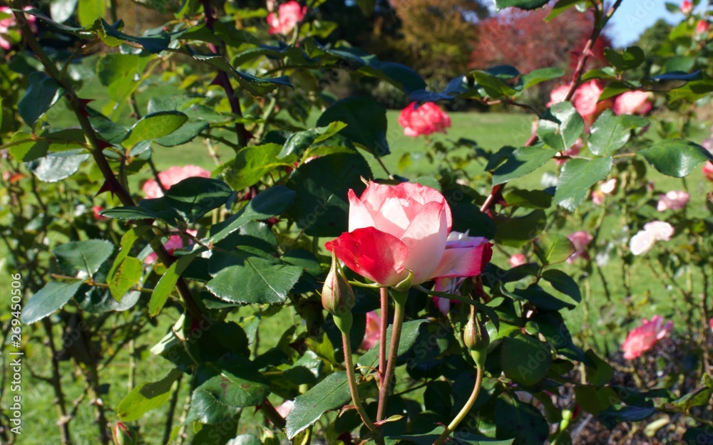 Raspberry ice rose on bush again green leaves background Raspberry ice rose on bush again green leaves background