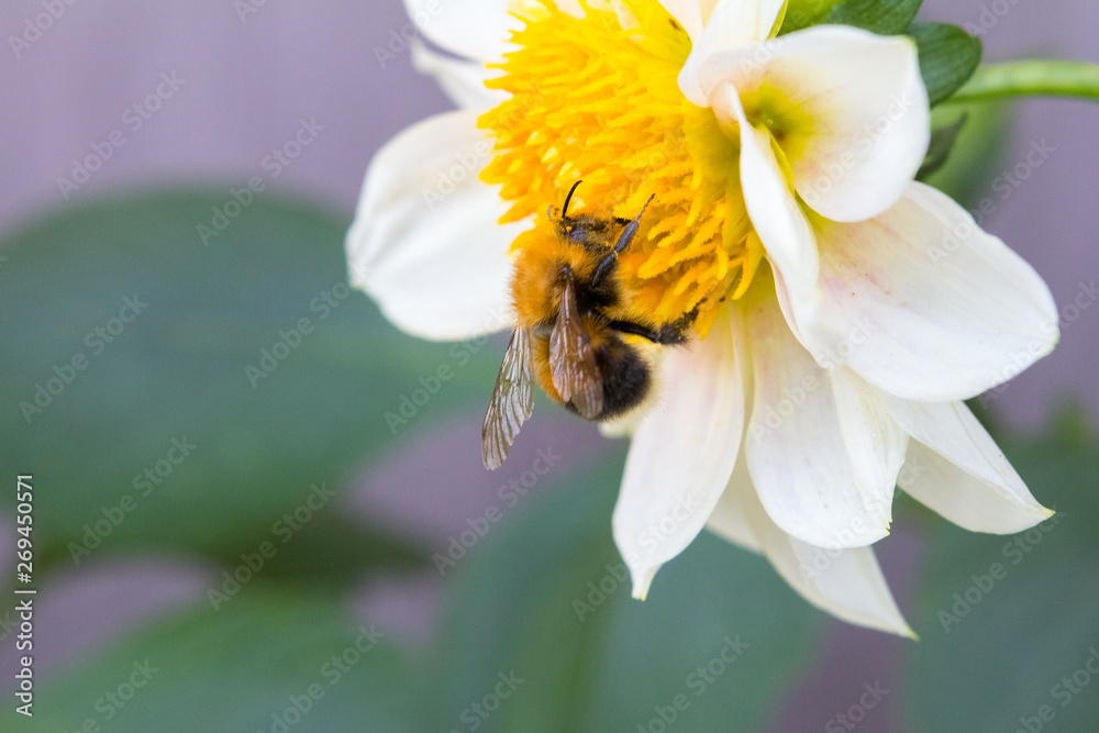 the bumblebee collects nectar from a flower the bumblebee collects nectar from a flower