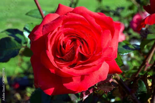 Fototapeta Naklejka Na Ścianę i Meble -  Rosa 'Mister Lincoln', Red rose flower