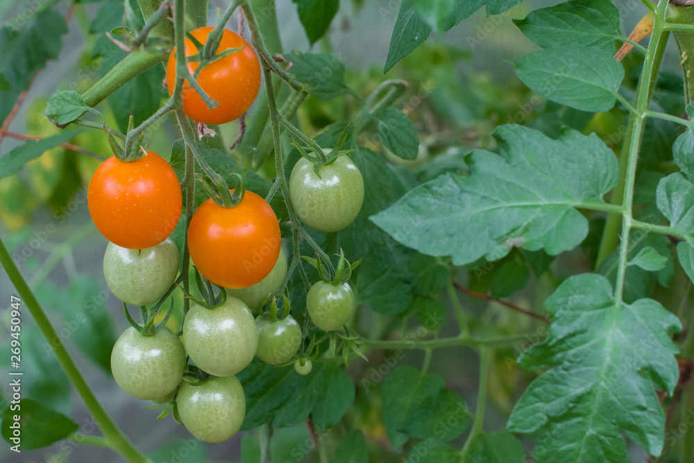 bunch cherry tomato in the greenhouse