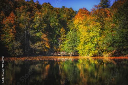 Autumn in the park