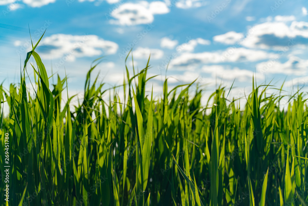 Fototapeta premium Green grass on a background of blue sky close-up. selective focus