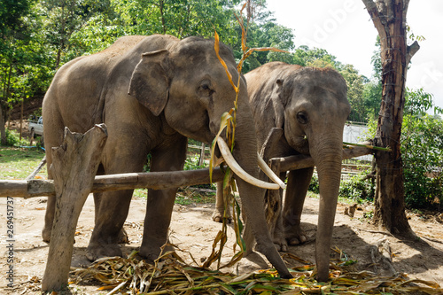 Group of adult elephants in Elephant Care Sanctuary  Chiang Mai province  Thailand. Feeding of elephants.