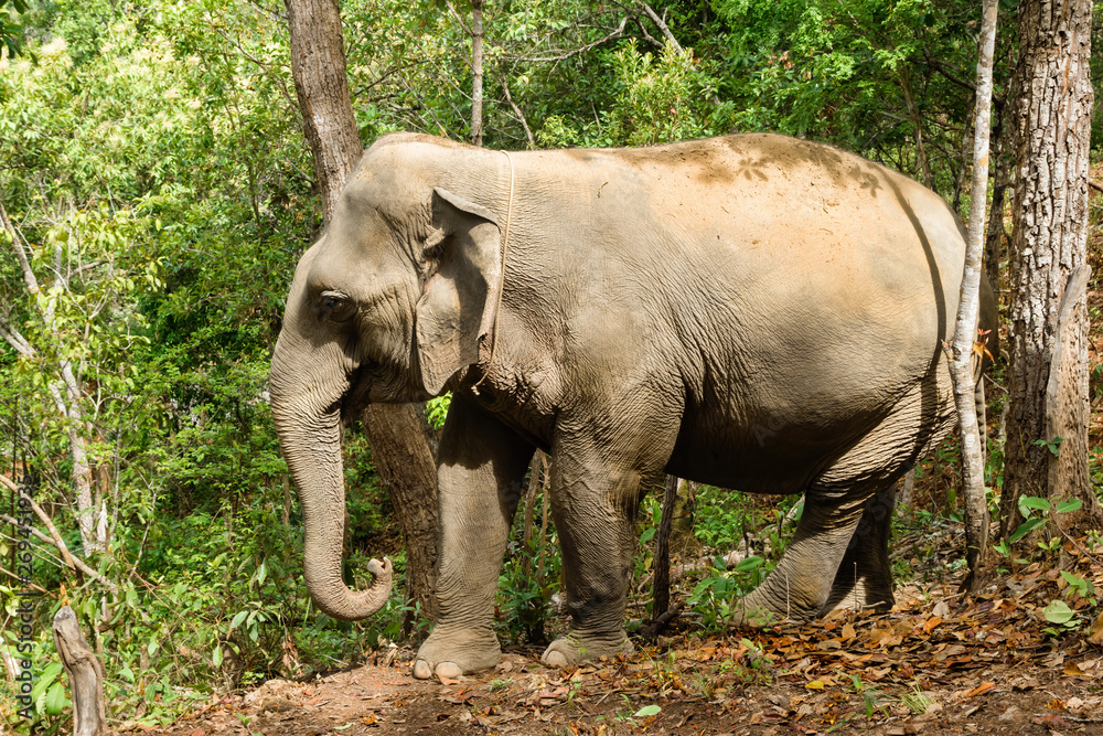 Elephant walking through the rainforest. Chiang Mai province, Thailand.