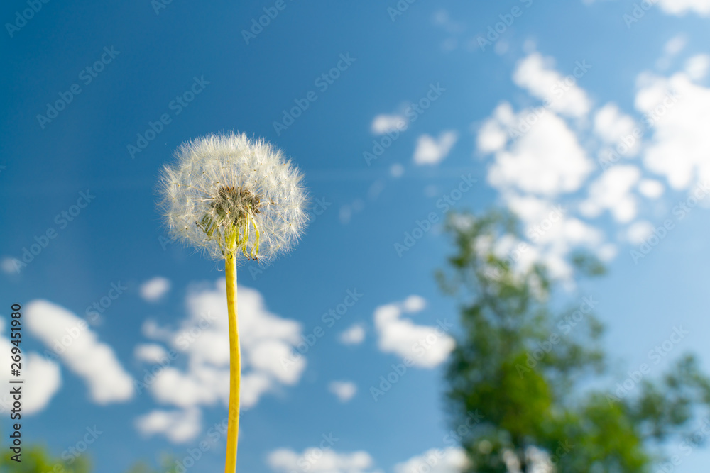 Dandelion on a background of blue sky with clouds. Summer mood