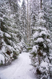 View of winter forest, snowy trees and path, Nuuksio National Park, Espoo, Finland
