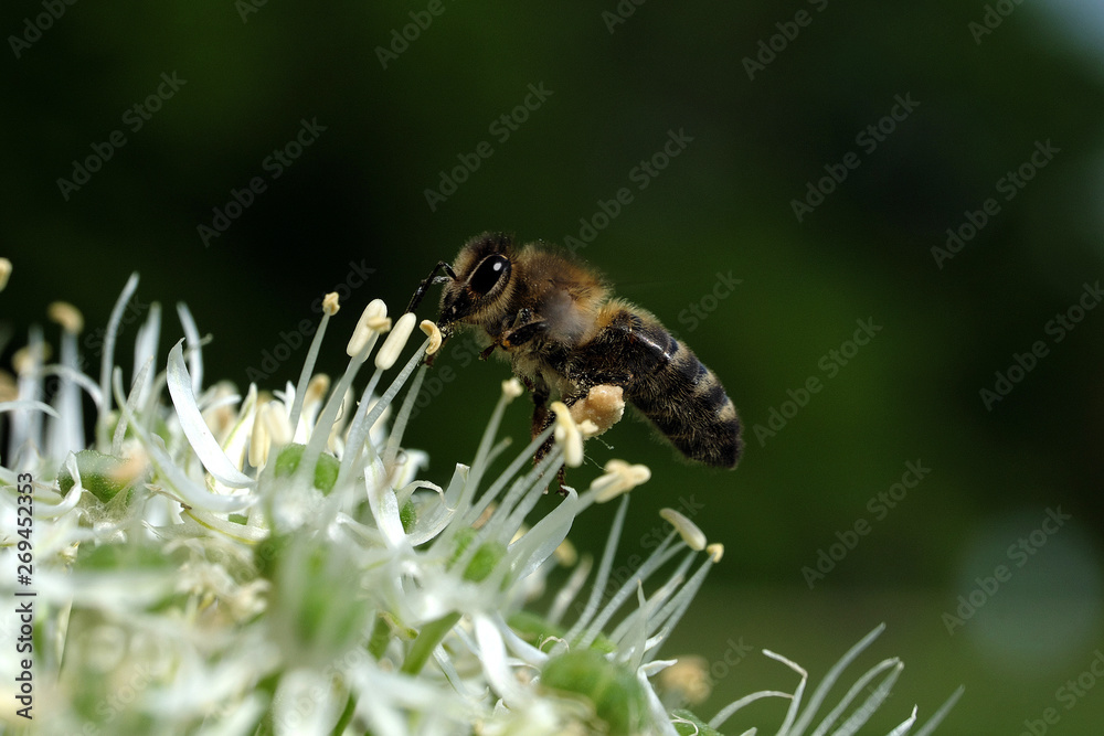 Biene auf weißer Blüte - Stockfoto Biene auf weißer Blüte - Stockfoto