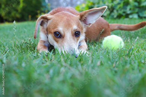 Leżący pies na trawie przy piłce tenisowej