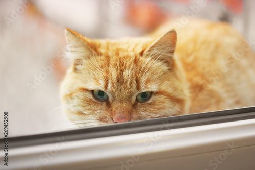 Beautiful red cat looks into the camera. Cat on the window
